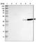 GTPase, IMAP Family Member 4 antibody, HPA019137, Atlas Antibodies, Western Blot image 