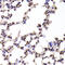 Cytidine/Uridine Monophosphate Kinase 1 antibody, LS-C334795, Lifespan Biosciences, Immunohistochemistry paraffin image 