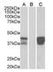POU domain class 2-associating factor 1 antibody, orb18408, Biorbyt, Western Blot image 