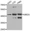 Ubiquitin Conjugating Enzyme E2 U antibody, orb374086, Biorbyt, Western Blot image 