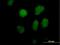 TATA-Box Binding Protein Associated Factor 5 Like antibody, H00027097-B01P, Novus Biologicals, Immunofluorescence image 