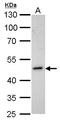 HOMER1 antibody, LS-B10761, Lifespan Biosciences, Western Blot image 
