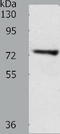 E3 ubiquitin-protein ligase TRIM32 antibody, TA323257, Origene, Western Blot image 