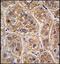 hAG-2 antibody, orb248116, Biorbyt, Immunohistochemistry paraffin image 