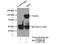 Bridging Integrator 2 antibody, 14245-1-AP, Proteintech Group, Immunoprecipitation image 