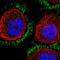 CD99 Molecule Like 2 antibody, HPA038783, Atlas Antibodies, Immunofluorescence image 