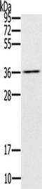 UBX Domain Protein 2A antibody, TA350624, Origene, Western Blot image 