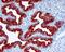 Progestagen Associated Endometrial Protein antibody, GTX60956, GeneTex, Immunohistochemistry paraffin image 