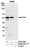 E2F Transcription Factor 4 antibody, A302-134A, Bethyl Labs, Immunoprecipitation image 