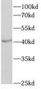 Glutaminyl-Peptide Cyclotransferase antibody, FNab09917, FineTest, Western Blot image 