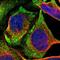 Ccn3 antibody, HPA019684, Atlas Antibodies, Immunofluorescence image 