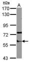 Staufen Double-Stranded RNA Binding Protein 1 antibody, PA5-30182, Invitrogen Antibodies, Western Blot image 