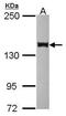 Paired amphipathic helix protein Sin3b antibody, PA5-30707, Invitrogen Antibodies, Western Blot image 