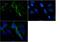 5-Hydroxytryptamine Receptor 4 antibody, TA309697, Origene, Immunofluorescence image 
