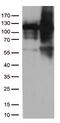 Tripartite Motif Containing 28 antibody, TA813316S, Origene, Western Blot image 