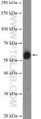 Zinc Finger CCCH-Type Containing 15 antibody, 26241-1-AP, Proteintech Group, Western Blot image 