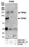 Transient Receptor Potential Cation Channel Subfamily M Member 2 antibody, A300-413A, Bethyl Labs, Immunoprecipitation image 