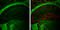 2 ,3 -cyclic-nucleotide 3 -phosphodiesterase antibody, GTX103954, GeneTex, Immunohistochemistry frozen image 