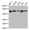 MAGE Family Member D2 antibody, CSB-PA891976LA01HU, Cusabio, Western Blot image 
