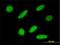 RNA Polymerase II Associated Protein 3 antibody, H00079657-M01, Novus Biologicals, Immunofluorescence image 