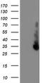 DNA excision repair protein ERCC-1 antibody, LS-C173800, Lifespan Biosciences, Western Blot image 