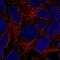 Adhesion G Protein-Coupled Receptor V1 antibody, NBP2-57048, Novus Biologicals, Immunofluorescence image 