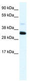 PAP-III antibody, TA341649, Origene, Western Blot image 