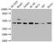 C-C Motif Chemokine Receptor 9 antibody, CSB-RA004848A0HU, Cusabio, Western Blot image 