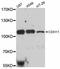 OB-cadherin antibody, LS-C747349, Lifespan Biosciences, Western Blot image 