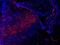 SRY-Box 2 antibody, GTX101506, GeneTex, Immunohistochemistry frozen image 