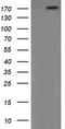 Phosphatidylinositol-4-Phosphate 3-Kinase Catalytic Subunit Type 2 Beta antibody, TA506052BM, Origene, Western Blot image 