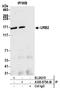 URB2 Ribosome Biogenesis Homolog antibody, A305-875A-M, Bethyl Labs, Immunoprecipitation image 