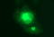 Microfibril Associated Protein 3 antibody, LS-C340620, Lifespan Biosciences, Immunofluorescence image 