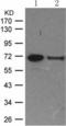 RELB Proto-Oncogene, NF-KB Subunit antibody, TA322489, Origene, Western Blot image 