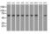 Sorting Nexin 9 antibody, MA5-25153, Invitrogen Antibodies, Western Blot image 