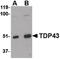 TAR DNA Binding Protein antibody, LS-B2223, Lifespan Biosciences, Western Blot image 
