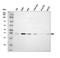Dexamethasone-induced Ras-related protein 1 antibody, A05991-1, Boster Biological Technology, Western Blot image 
