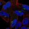 Cyclin I Family Member 2 antibody, NBP2-30765, Novus Biologicals, Immunofluorescence image 