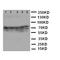 X-Ray Repair Cross Complementing 5 antibody, LS-C312798, Lifespan Biosciences, Western Blot image 