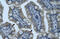 Zinc Finger Protein 461 antibody, 28-460, ProSci, Immunohistochemistry frozen image 