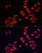 BCL2 Interacting Protein 3 antibody, 19-791, ProSci, Immunofluorescence image 
