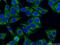 Translocase Of Outer Mitochondrial Membrane 20 antibody, 11802-1-AP, Proteintech Group, Immunofluorescence image 