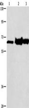 Choline Dehydrogenase antibody, TA349801, Origene, Western Blot image 