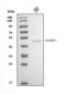 CD158e antibody, A02187-2, Boster Biological Technology, Western Blot image 