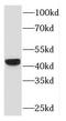 Fibromodulin antibody, FNab03120, FineTest, Western Blot image 