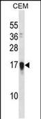 Family With Sequence Similarity 163 Member A antibody, PA5-48718, Invitrogen Antibodies, Western Blot image 