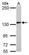 Protocadherin-10 antibody, NBP2-19720, Novus Biologicals, Western Blot image 