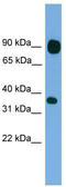 Protocadherin Beta 15 antibody, TA331066, Origene, Western Blot image 