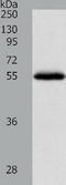 Neuropeptide Y Receptor Y1 antibody, TA321232, Origene, Western Blot image 