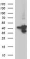 Serpin B3 antibody, CF506887, Origene, Western Blot image 